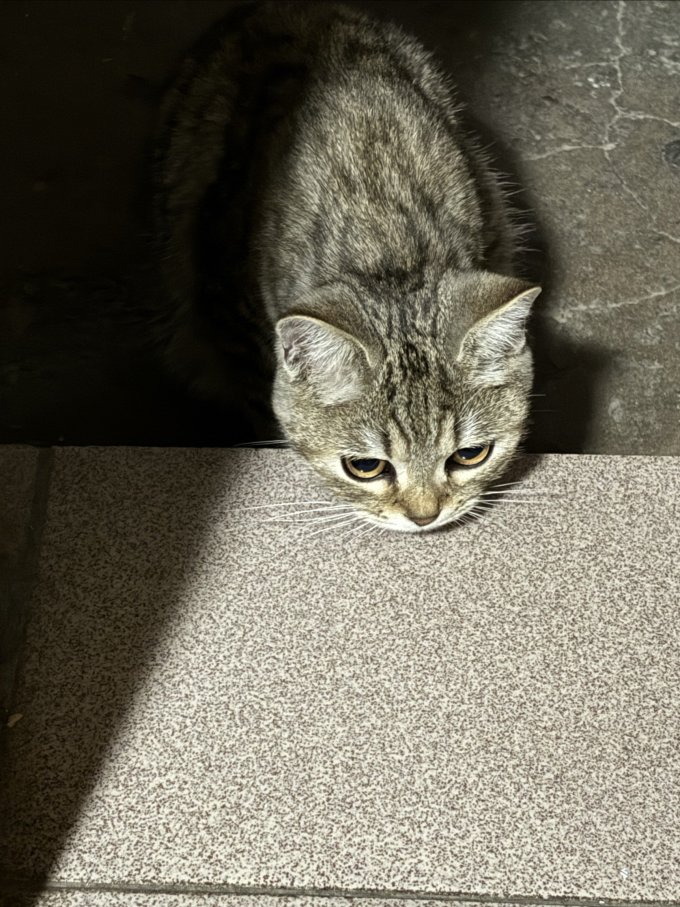 小猫喵喵猫玩具