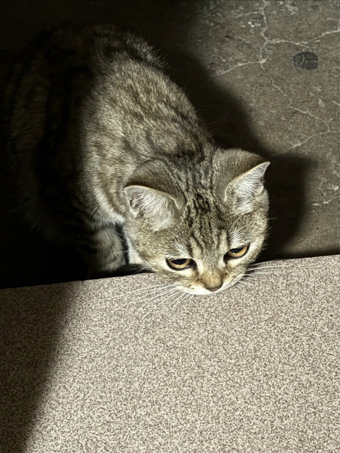 小猫喵喵猫玩具