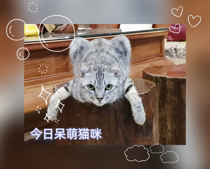素力高猫粮