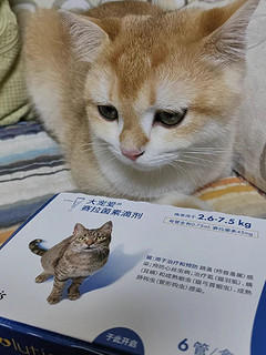 大宠爱驱猫虫