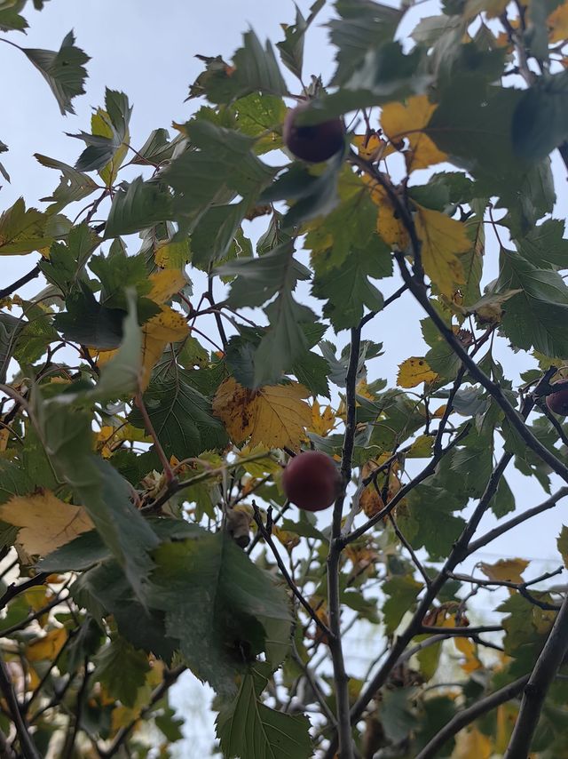 摘个山楂吃吧