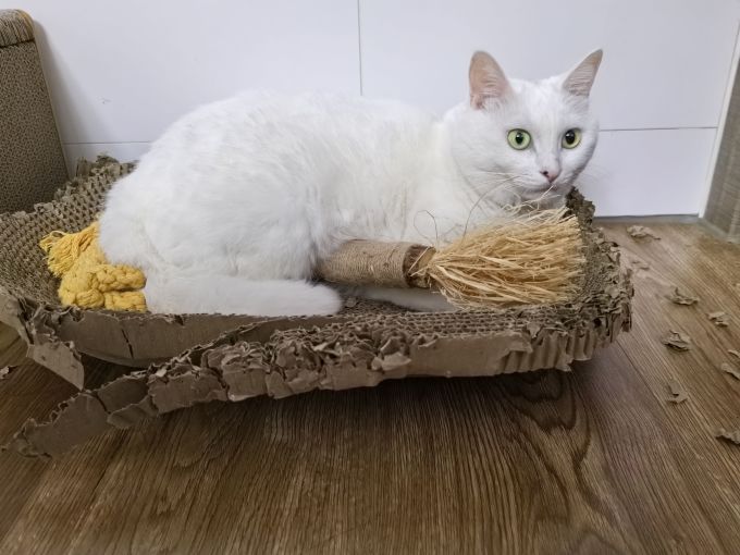 苏苏宠物猫玩具