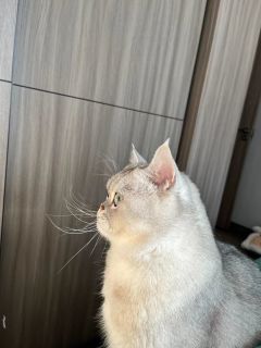 猫猫在想什么呢
