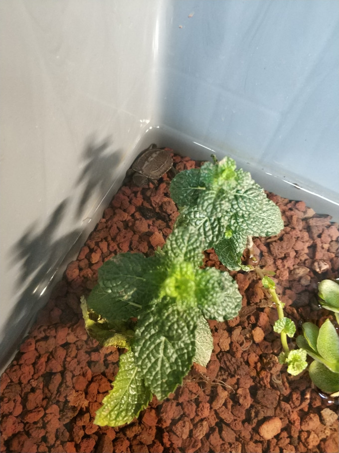 忻朵盆栽