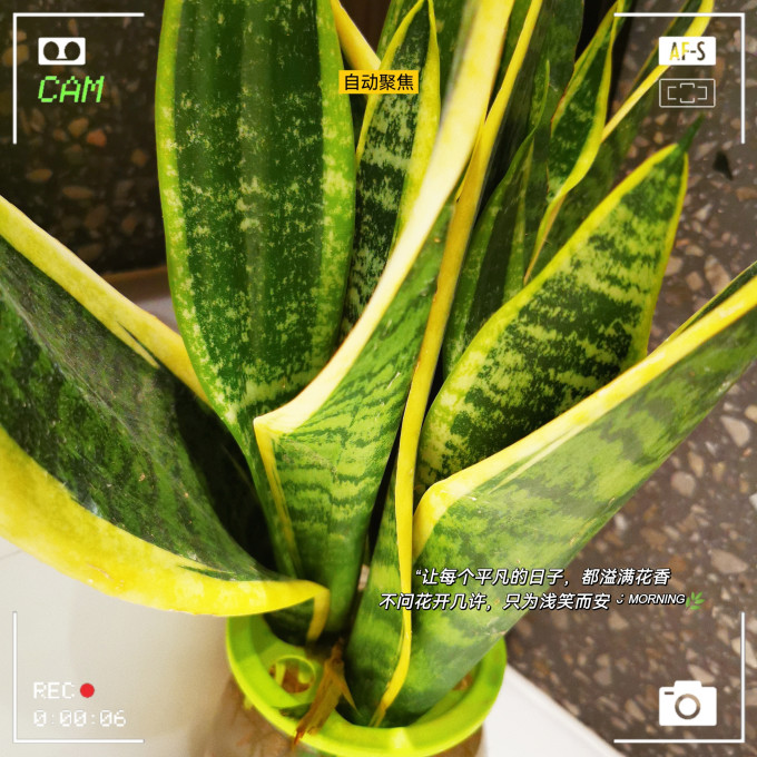 天时双喜鲜花绿植