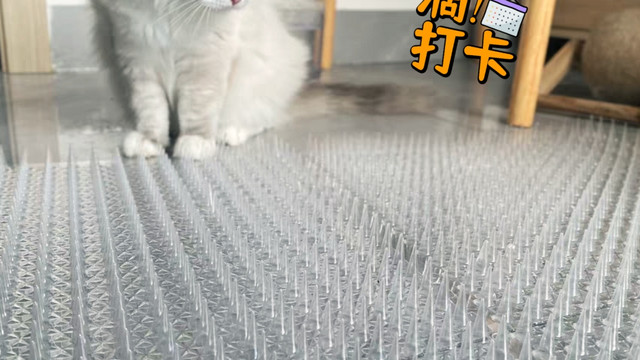 看着猫猫陷入猫生疑惑，我觉得没买错