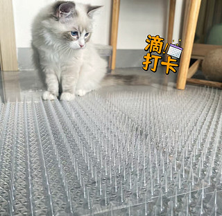 看着猫猫陷入猫生疑惑，我觉得没买错