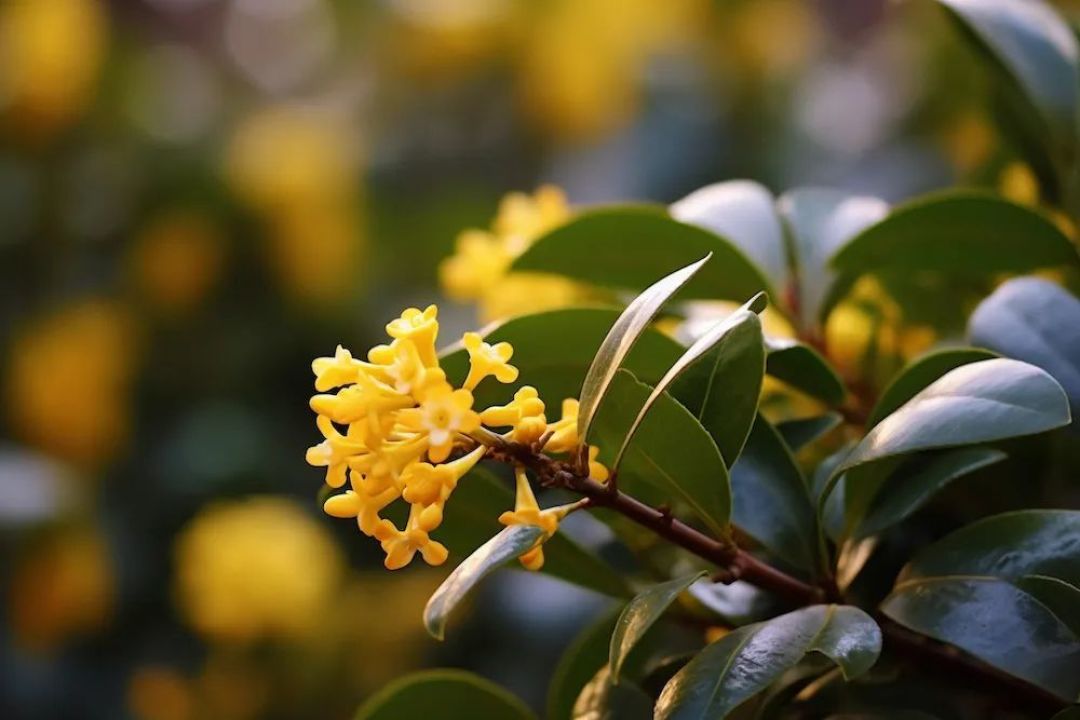 桂花飘香 ©摄图网