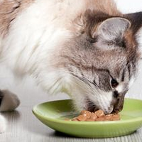 什么猫主食罐头比较好？5款不踩雷的猫主食罐头推荐！