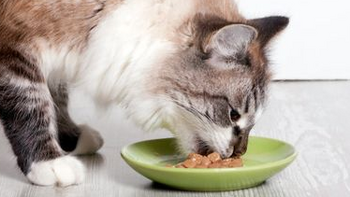 什么猫主食罐头比较好？5款不踩雷的猫主食罐头推荐！