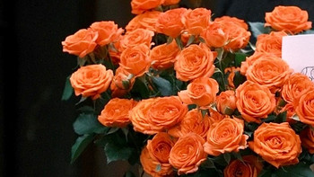 浪漫秋天的仪式感由橙芭比带来，几十元一大捧的快乐值得拥有～