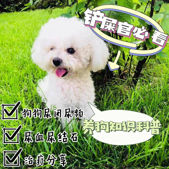 狗狗尿闭尿血尿结石？很有可能是泌尿道感染