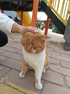 真想把大橘猫抱回家养着！可是，我太穷了，求打赏领养大橘猫回家