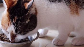 猫罐头什么牌子好？2023营养又美味的猫主食罐头推荐！