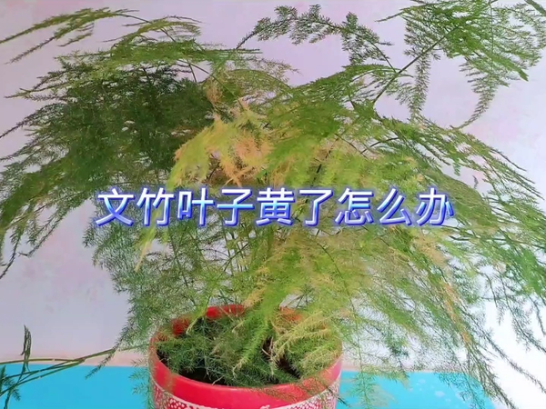 文竹叶子黄了怎么办？看完明白了