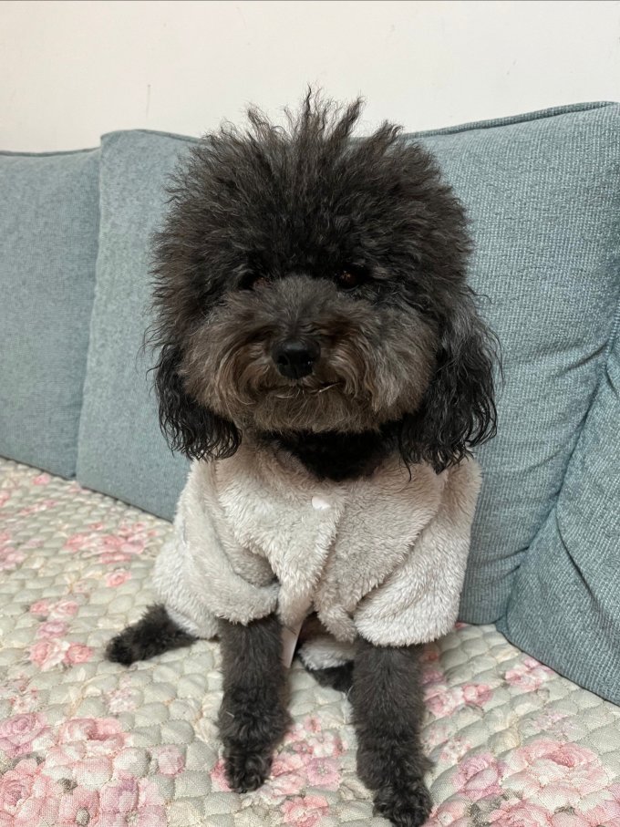 嬉皮狗狗狗服饰