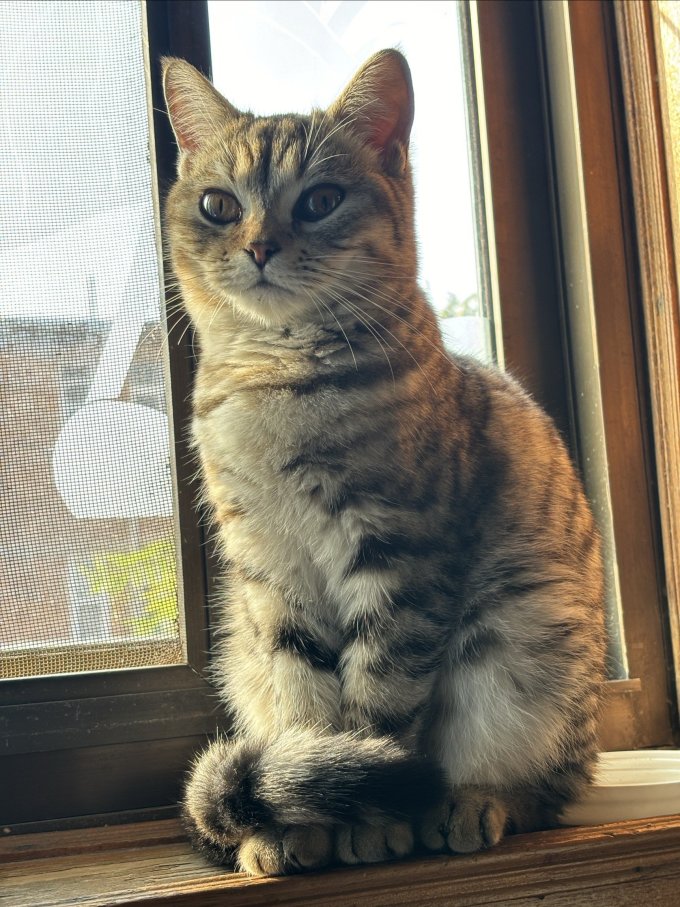 瓜洲牧猫砂