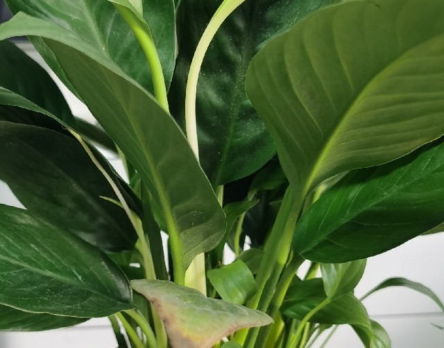 桌面好物当然少不了一盆绿植了