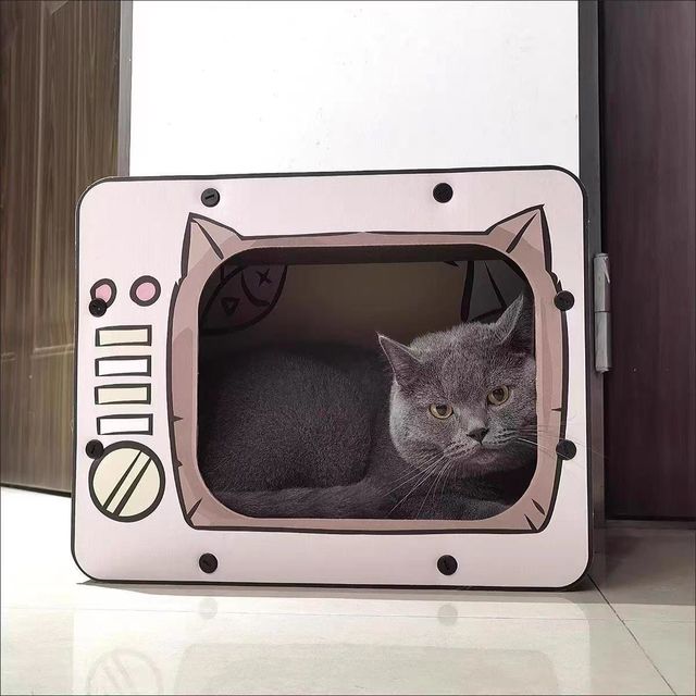 🐾欢迎来到猫咪乐园！