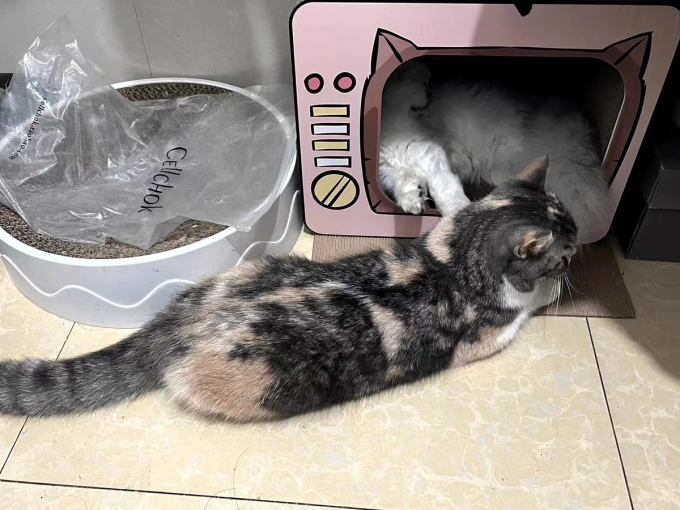 且丝喵想猫玩具