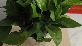 🌱绿萝盆栽：除甲醛净化空气，室内办公室水培花卉绿植新房家用吸甲醛