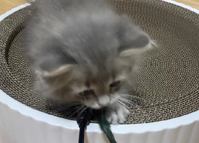 养猫日常猫抓板窝