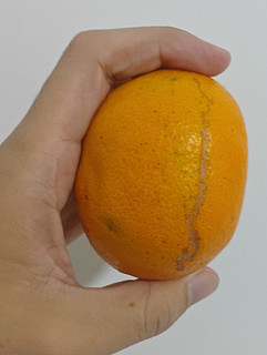 今日份水果之一颗橘子