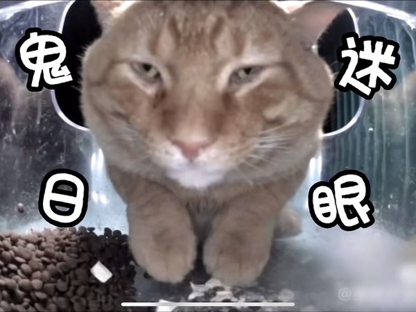 猫届新晋一哥：冻干哥
