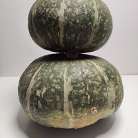 贝贝南瓜真好吃