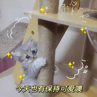 小猫猫无法抗拒的美味诱惑