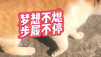 分享我家的小黄“猫咪”！