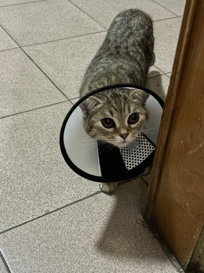 舒耐宠物洗护美容