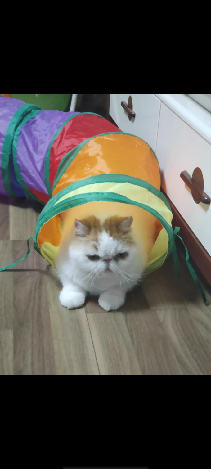 比乐猫咪干粮