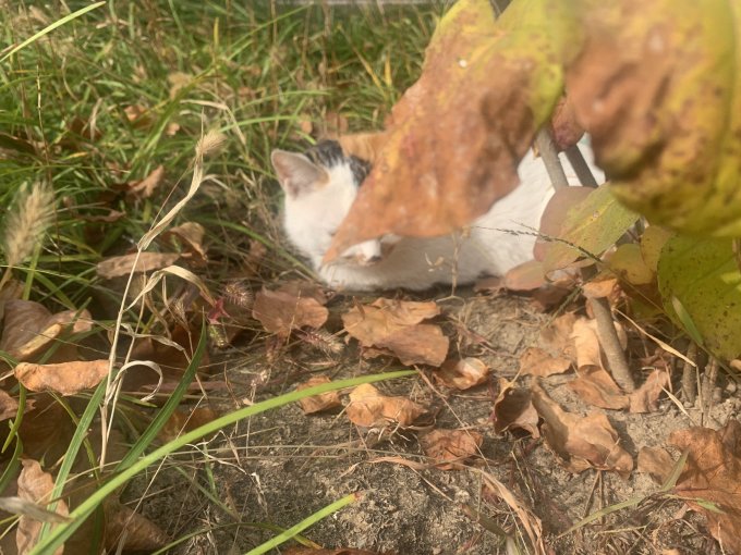 疯狂的主人猫咪零食罐/妙鲜包