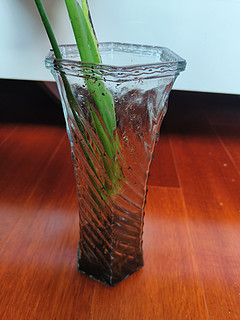 美丽玻璃花瓶，让龟背竹更加生机勃勃！