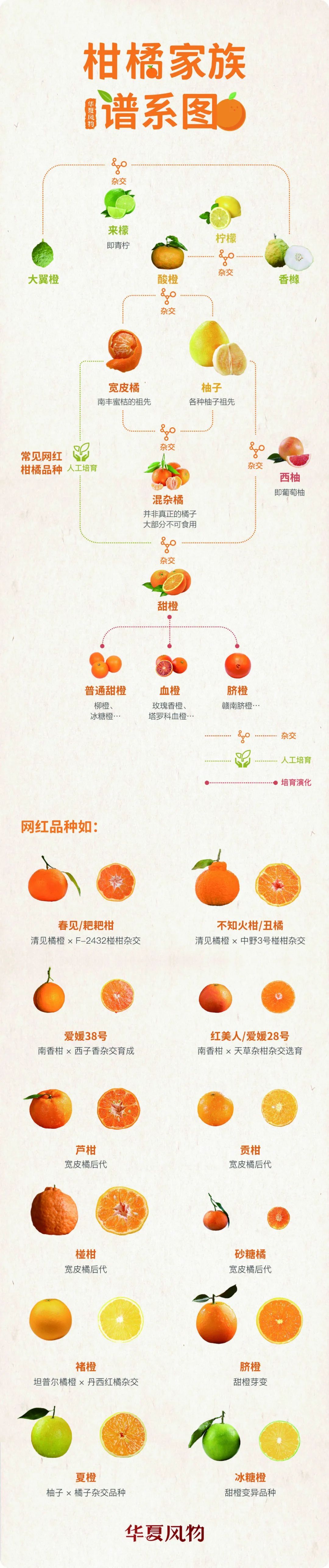 柑橘家族谱系草图 ©华夏风物