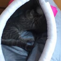 猫窝