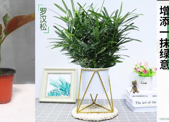 告别单调，提升桌面品味：桌面绿植推荐