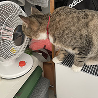 给猫猫买一个取暖器