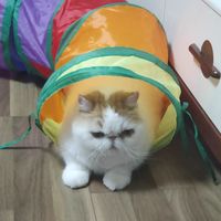 猫粮可爱