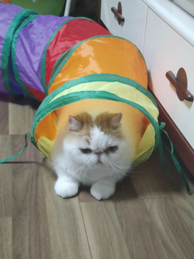 比乐猫咪干粮