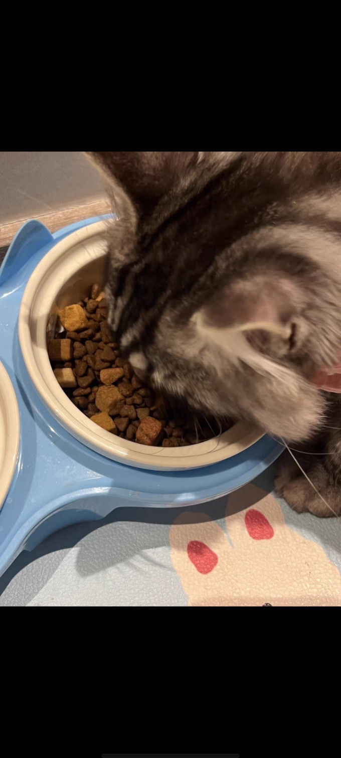 优趣猫咪干粮
