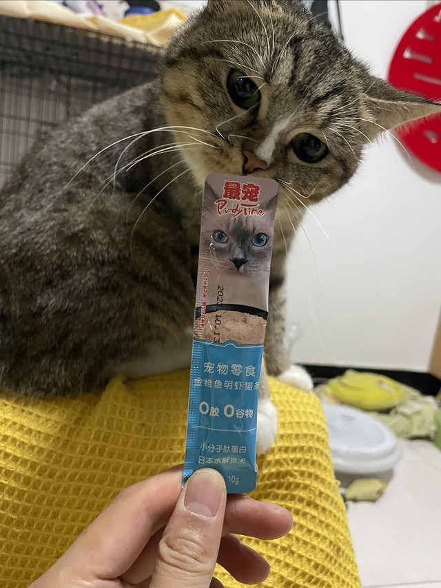 双十一京东送的猫条，猫猫超爱玩