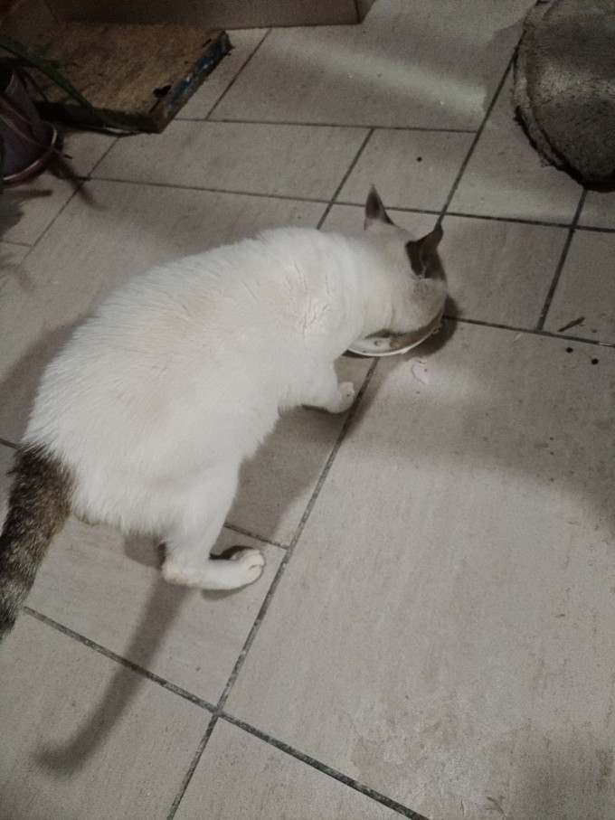 盒边猫咪零食罐/妙鲜包