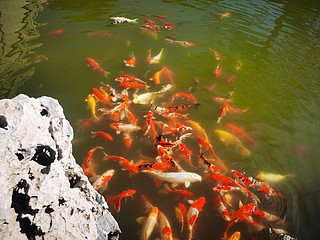 天气晴好，出去走走，喂喂🐟