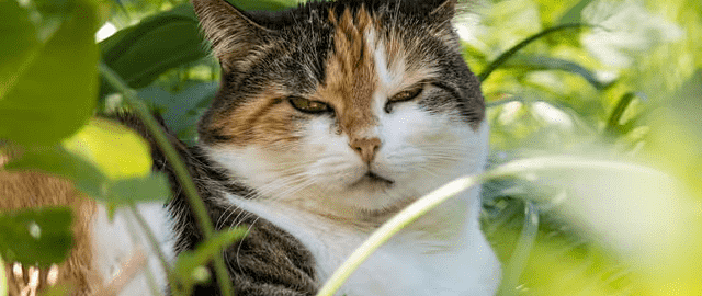 珍致猫罐头怎么样？好的猫罐头推荐