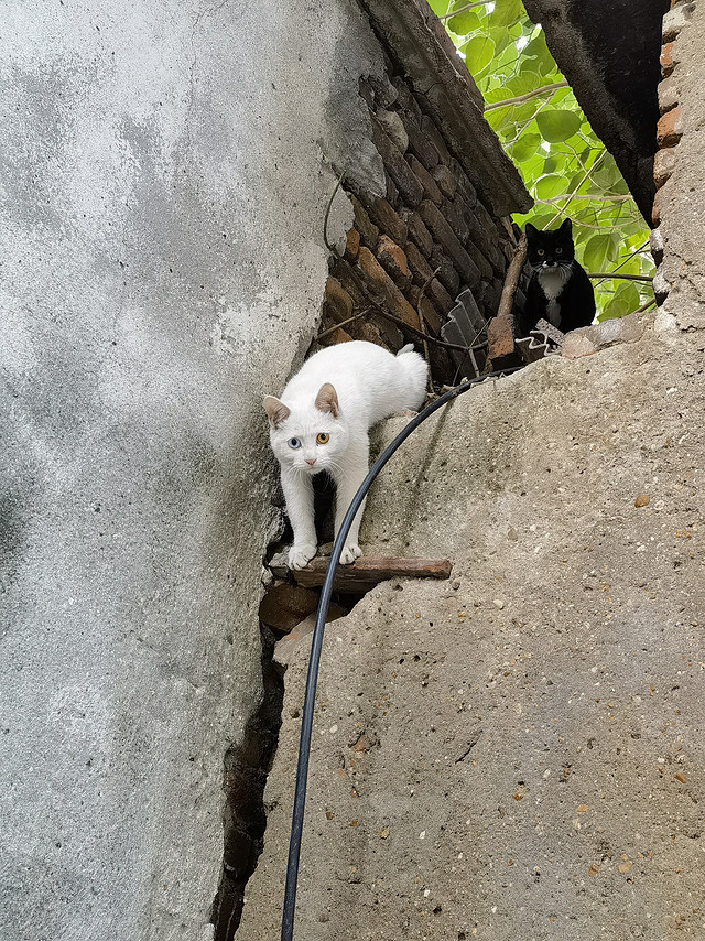 愿流浪猫崽子们平安度过冬天！！