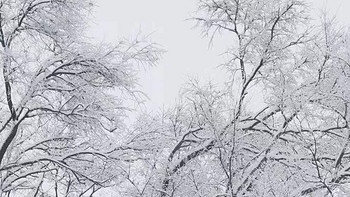 飞雪如花落，岁岁又年年《今日小雪》