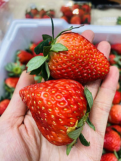 省钱文学｜双十一买点草莓778（吃吃吧）