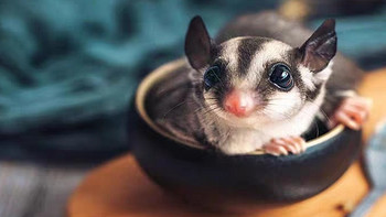 网红同款澳洲蜜袋鼯幼崽活体铂金马赛克好养的可爱小飞鼠宠物
